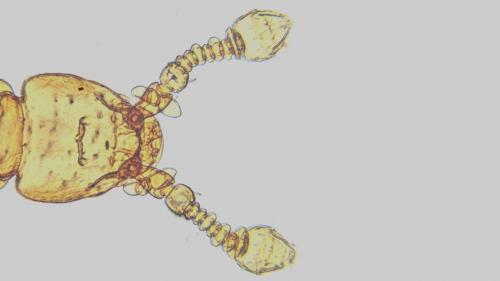 Mayetia bonadonai